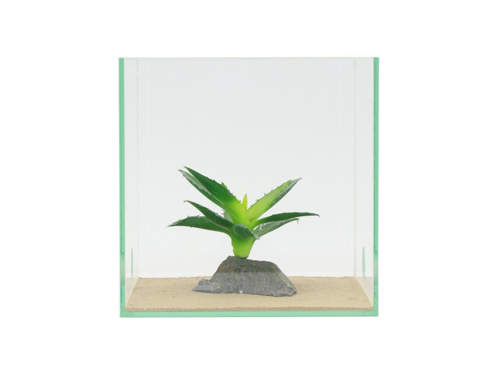 Agave - 10cm